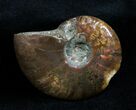 Inch Iridescent Ammonite From Madagascar #1347-1